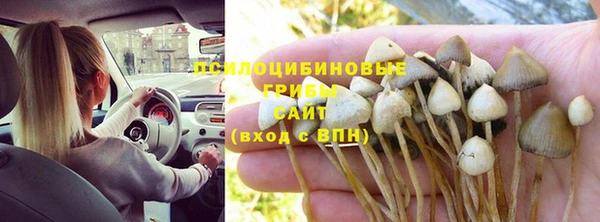 гашик Богданович